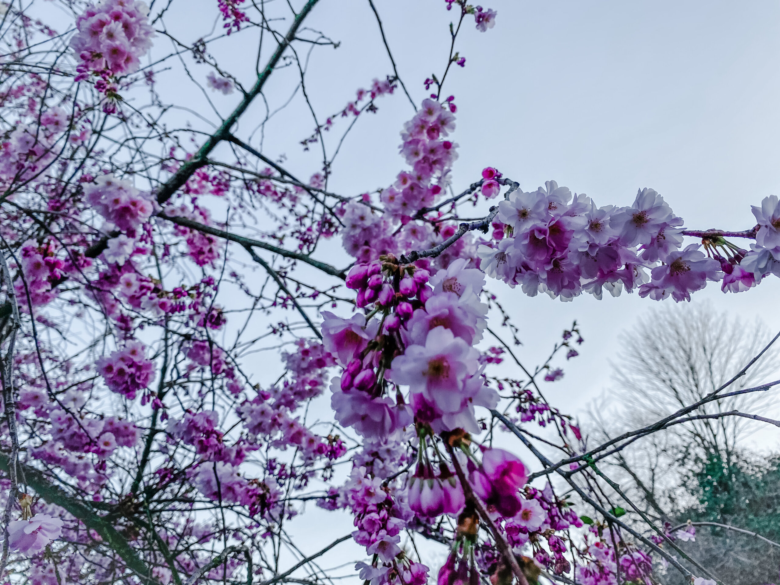 Pink Blossoms